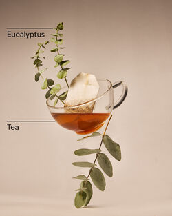 Eucalyptus + Tea Single Wick Candle image number null