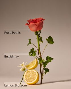 Rose Water & Ivy Concentrated Room Spray image number null