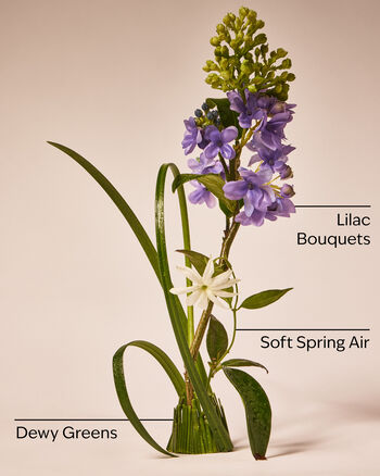 Fresh Cut Lilacs Wallflowers Fragrance Refill Wallflowers Fragrance Refill