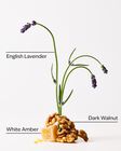 Autumn Woods 3-Wick Candle image number null