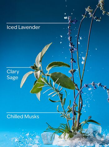 Iced Blue Lavender Wallflowers Fragrance Refill Wallflowers Fragrance Refill