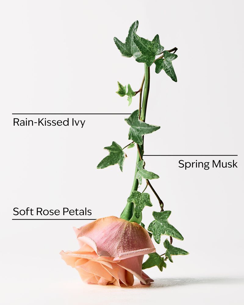 Rose Water & Ivy Wallflowers Fragrance Refills, 2-Pack Wallflowers Fragrance Refills, 2-Pack