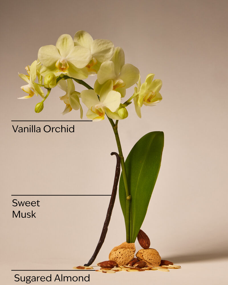 Cozy Vanilla Almond Gentle & Clean Foaming Hand Soap Gentle & Clean Foaming Hand Soap