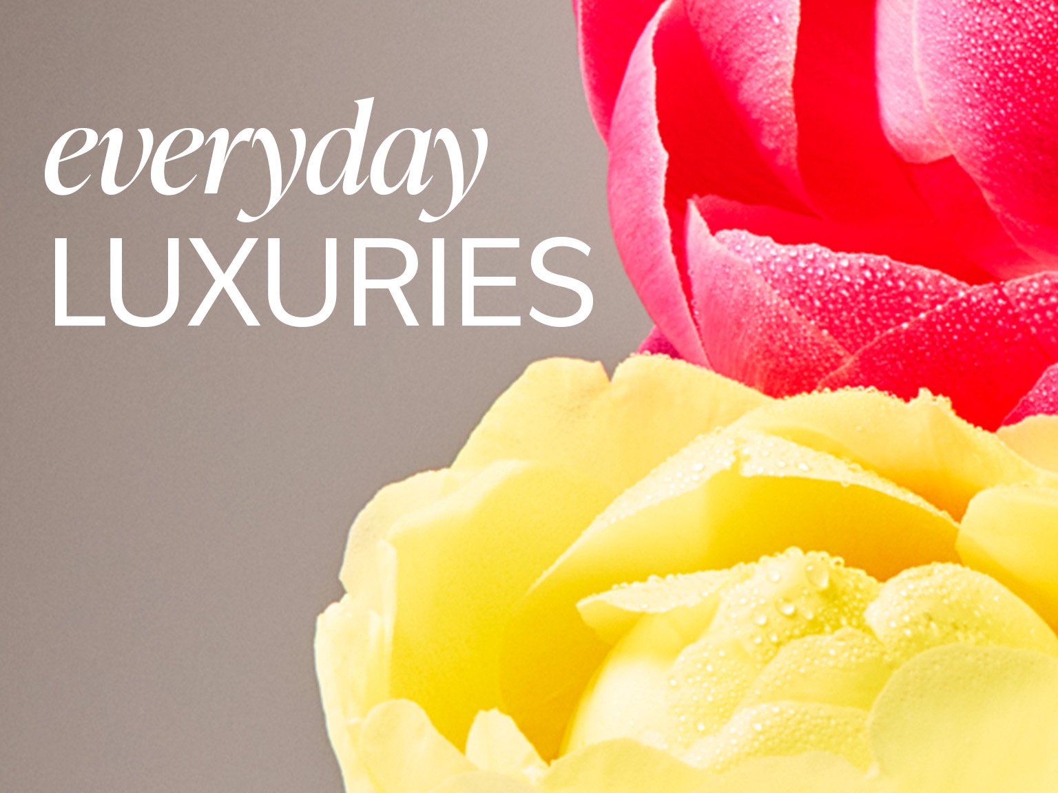 the-vanilla-collection